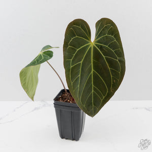 Anthurium 'Carlablackiae' x 'Papillilaminum' (wk43-L393)