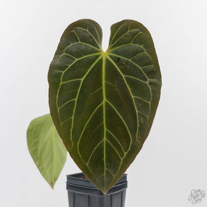 Anthurium 'Carlablackiae' x 'Papillilaminum' (wk43-L393)