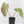Anthurium 'Carlablackiae' x 'Papillilaminum' (wk43-L393)