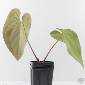 Anthurium 'Carlablackiae' x 'Papillilaminum' (wk43-L393)