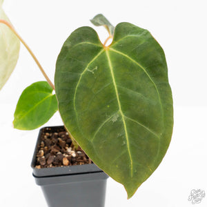 Anthurium 'Carlablackiae' x 'Papillilaminum' *Blister Variegation* (wk25-D)