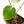 Anthurium 'Carlablackiae' x 'Papillilaminum' *Blister Variegation* (wk25-D)
