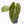 Anthurium 'Carlablackiae' x 'Papillilaminum' *Blister Variegation* (wk25-D)