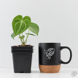 Anthurium 'Clarinervium'