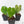 Anthurium 'Clarinervium'
