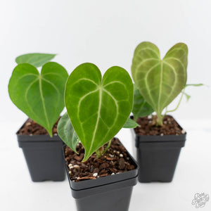Anthurium 'Clarinervium'