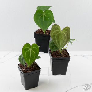 Anthurium 'Clarinervium'
