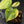 Anthurium Clarinervium Variegated (wk41-U167)