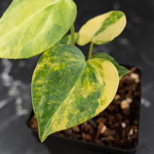 Anthurium Clarinervium Variegated (wk41-U167)