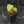 Anthurium Clarinervium Variegated (wk41-U167)