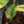 Anthurium Clarinervium Variegated (wk41-U167)