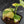 Anthurium Clarinervium Variegated (wk41-U167)