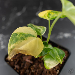 Anthurium Clarinervium Variegated (wk41-U167)