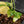 Anthurium Clarinervium Variegated (wk41-U167)