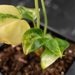 Anthurium Clarinervium Variegated (wk41-U167)