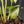 Anthurium Clarinervium Variegated (wk41-U167)