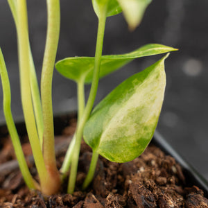 Anthurium Clarinervium Variegated (wk41-U167)