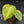 Anthurium Clarinervium Variegated (wk41-U167)