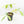 Anthurium Clavigerum Variegated (wk32-K)