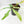 Anthurium Clavigerum Variegated (wk32-K)