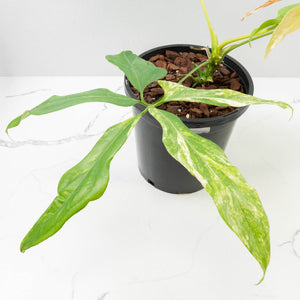 Anthurium Clavigerum Variegated (wk32-K)