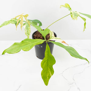 Anthurium Clavigerum Variegated (wk32-K)