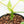 Anthurium Clavigerum Variegated (wk32-K)