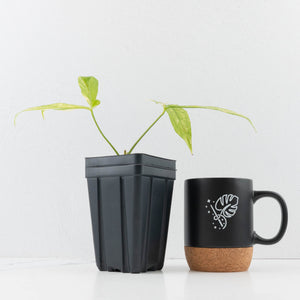 Anthurium Clavigerum Variegated (wk35-L204)