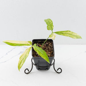 Anthurium Clavigerum Variegated (wk35-L204)