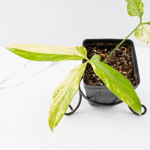 Anthurium Clavigerum Variegated (wk35-L204)