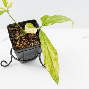 Anthurium Clavigerum Variegated (wk35-L204)