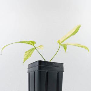 Anthurium Clavigerum Variegated (wk35-L204)