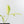 Anthurium Clavigerum Variegated (wk35-L204)