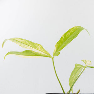 Anthurium Clavigerum Variegated (wk35-L204)