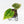 Anthurium Crystallinum variegated (wk32-UA)