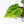 Anthurium Crystallinum variegated (wk32-UA)