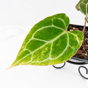 Anthurium Crystallinum variegated (wk32-UA)