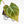 Anthurium Crystallinum variegated (wk32-UA)