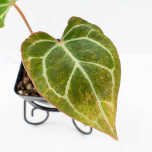 Anthurium Crystallinum variegated (wk32-UA)