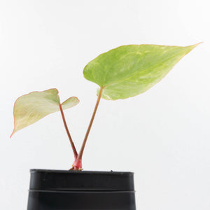 Anthurium Crystallinum variegated (wk32-UA)