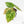 Anthurium Crystallinum variegated (wk29-UL)