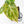 Anthurium Crystallinum variegated (wk29-UL)