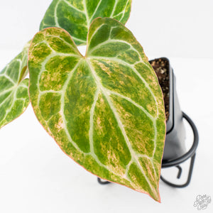 Anthurium Crystallinum variegated (wk29-UL)