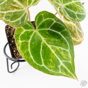 Anthurium Crystallinum variegated (wk29-UL)