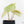 Anthurium Crystallinum variegated (wk29-UL)