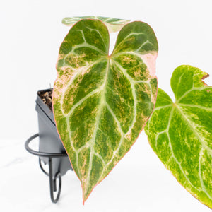 Anthurium Crystallinum pink variegated (wk30-UJ)