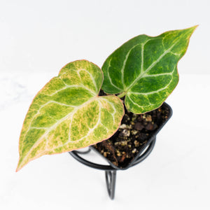 Anthurium Crystallinum variegated (wk31-UN)