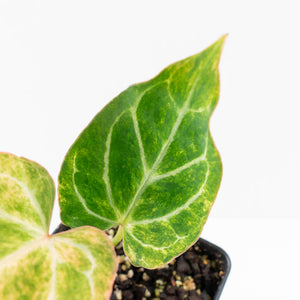 Anthurium Crystallinum variegated (wk31-UN)