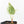 Anthurium Crystallinum variegated (wk31-UN)