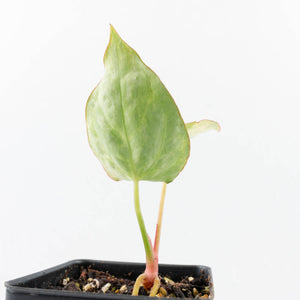 Anthurium Crystallinum variegated (wk31-UN)